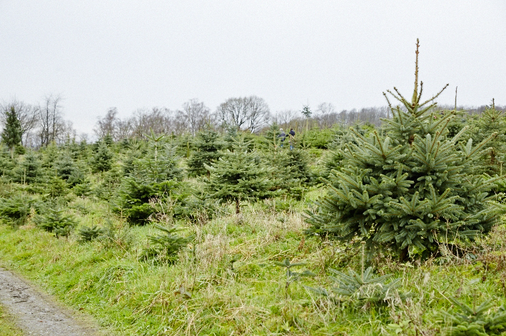Weihnachtsbäume entlang eines Weges